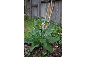 Five Russian Comfrey Root Cuttings Bocking 14