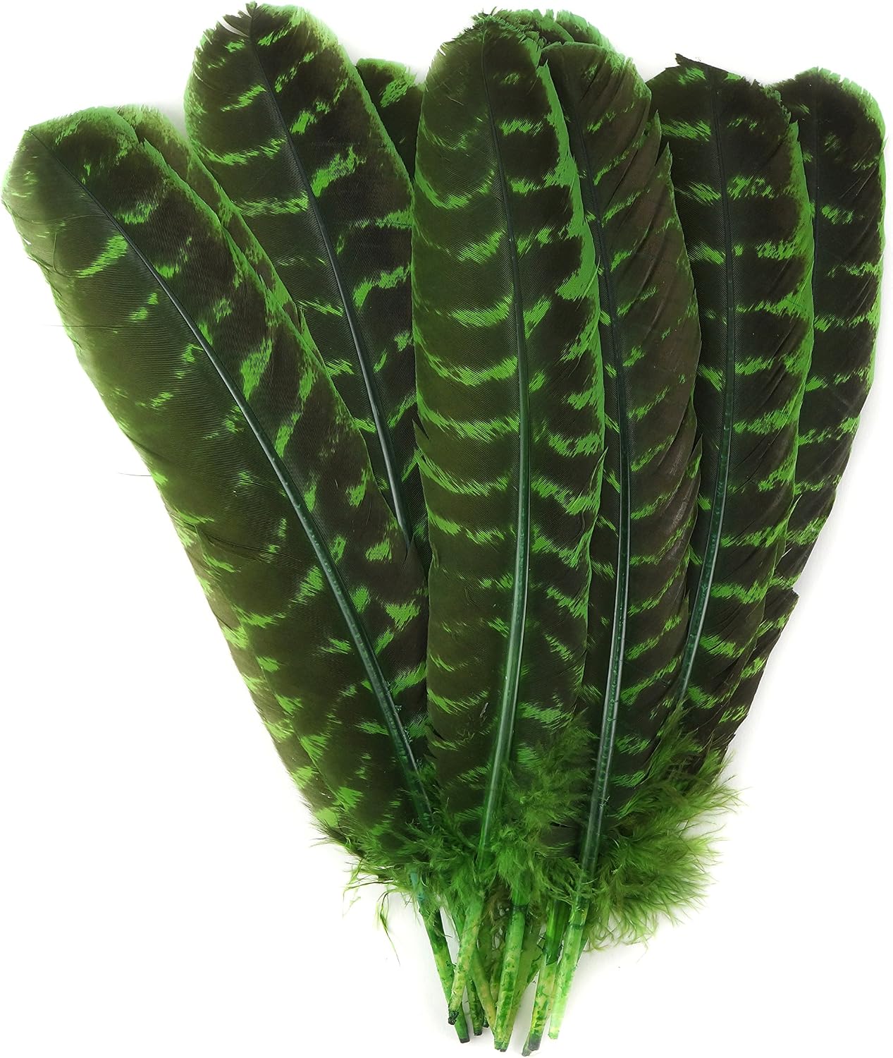 ZUCKER - One Dozen Barred Turkey Quills - Bulk Feathers for Crafting, Home Décor, Holiday, Weddings and Events, Cosplay, Costumes - Left Wing Feathers - 12 Count - Hot Red
