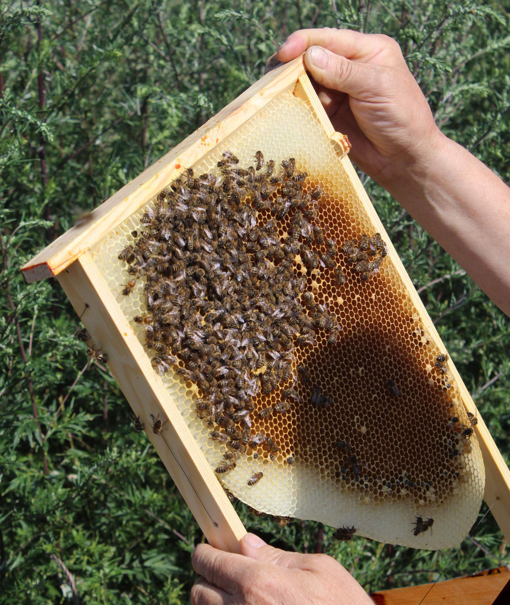 LUXUS-INSEKTENHOTELS Einraumbeute Massivholz Hobby-Imkerei - Honig-Bienen halten - Wesensgemäße Bienenhaltung für die eigene Honigernte - Imkerzubehör - 87 x 55 x 99 cm - Braun