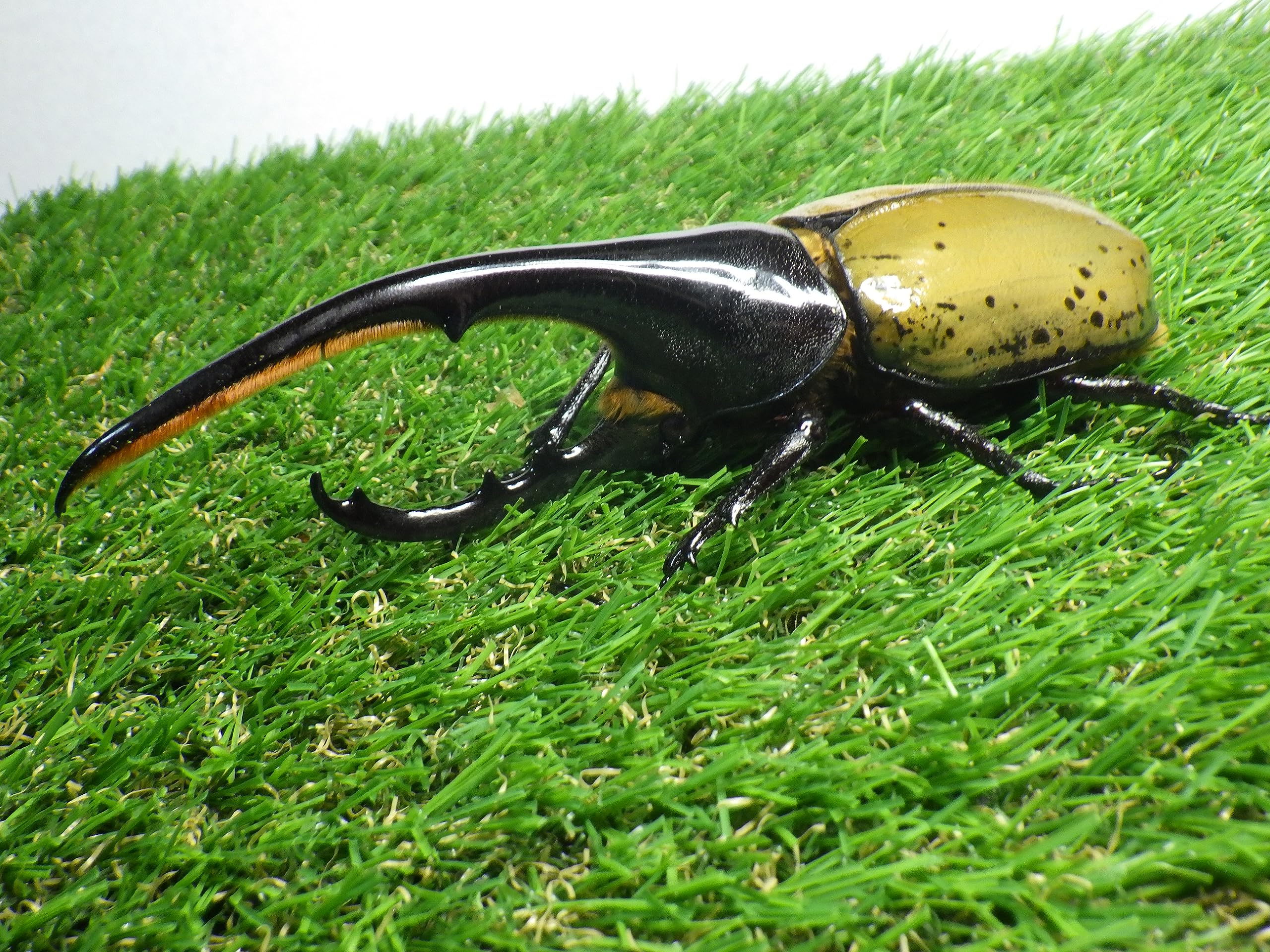 Amazon | プレミアムドルクス Dh.ヘラクレスオオカブト☆オス140mm