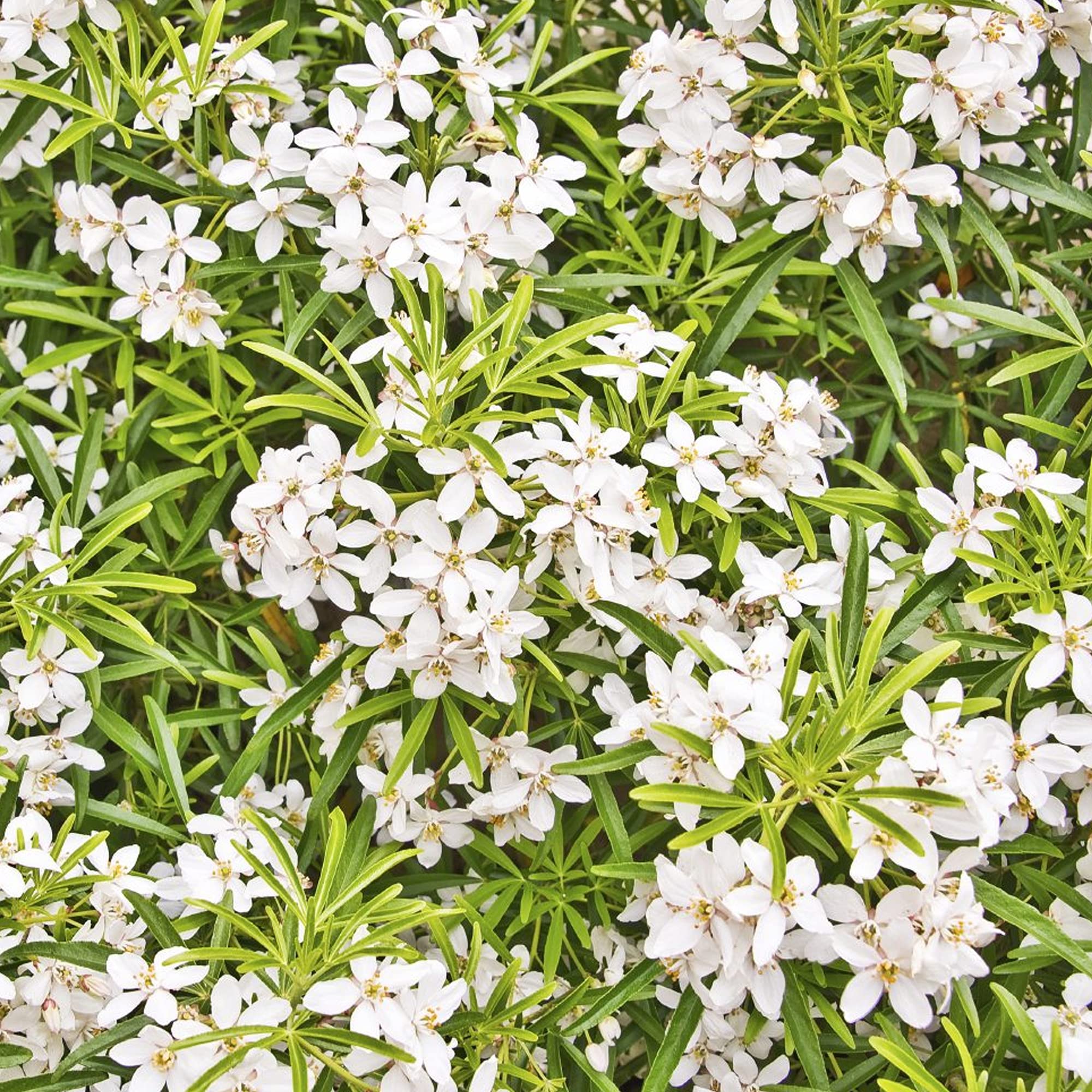 Choisya Greenfingers - Mexican Orange Blossom - Evergreen Potted Garden Shrub (3 Litre Pot, 30-50cm)
