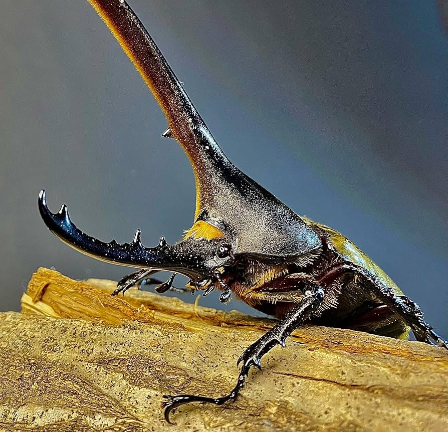 ヘラクレスヘラクレス ♂130mm単品