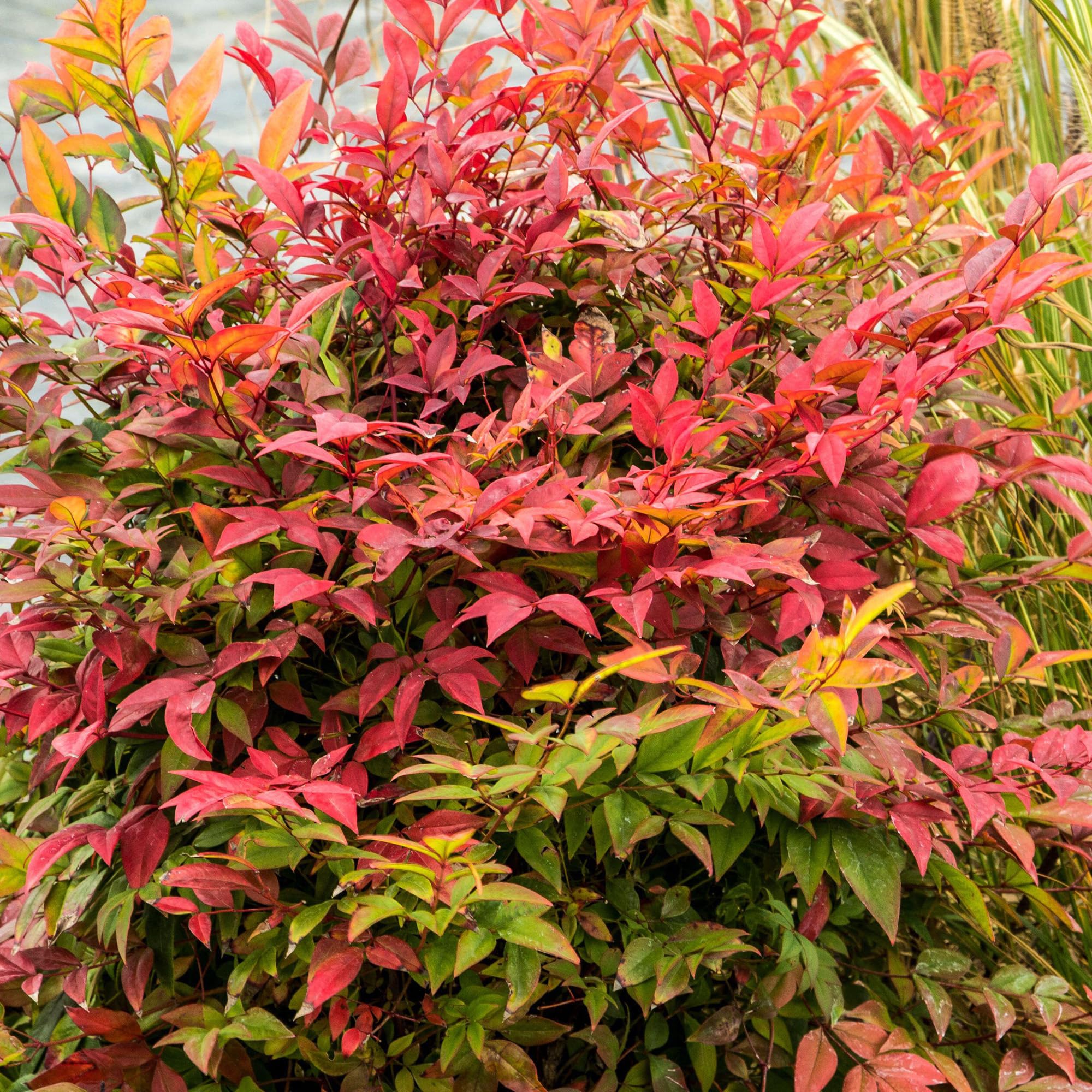 Nandina Gulf Stream - Evergreen Border Plants Outdoor Garden Ready - Heavenly Bamboo Plants for Patio Pots or Outdoor Garden Bed - Flowers to Plant for Bees and Butterflies (3 Litre Pot, 30-50cm)