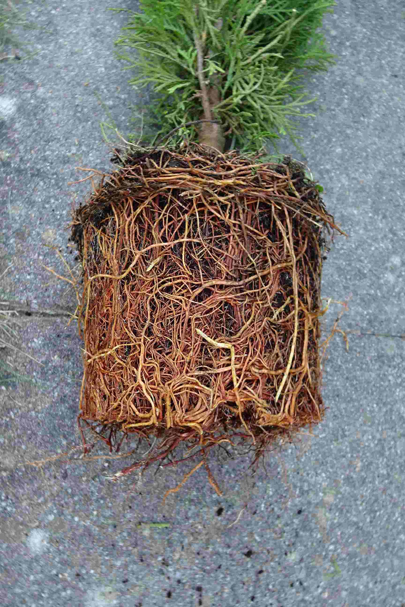 10 Thuja Brabant 120-150cm ohne Topf gemessen reine Pflanzhöhe Topfware Gartenhecke Heckenpflanzen Immergrüner Lebensbaum Hecke Sichtschutz Hecke