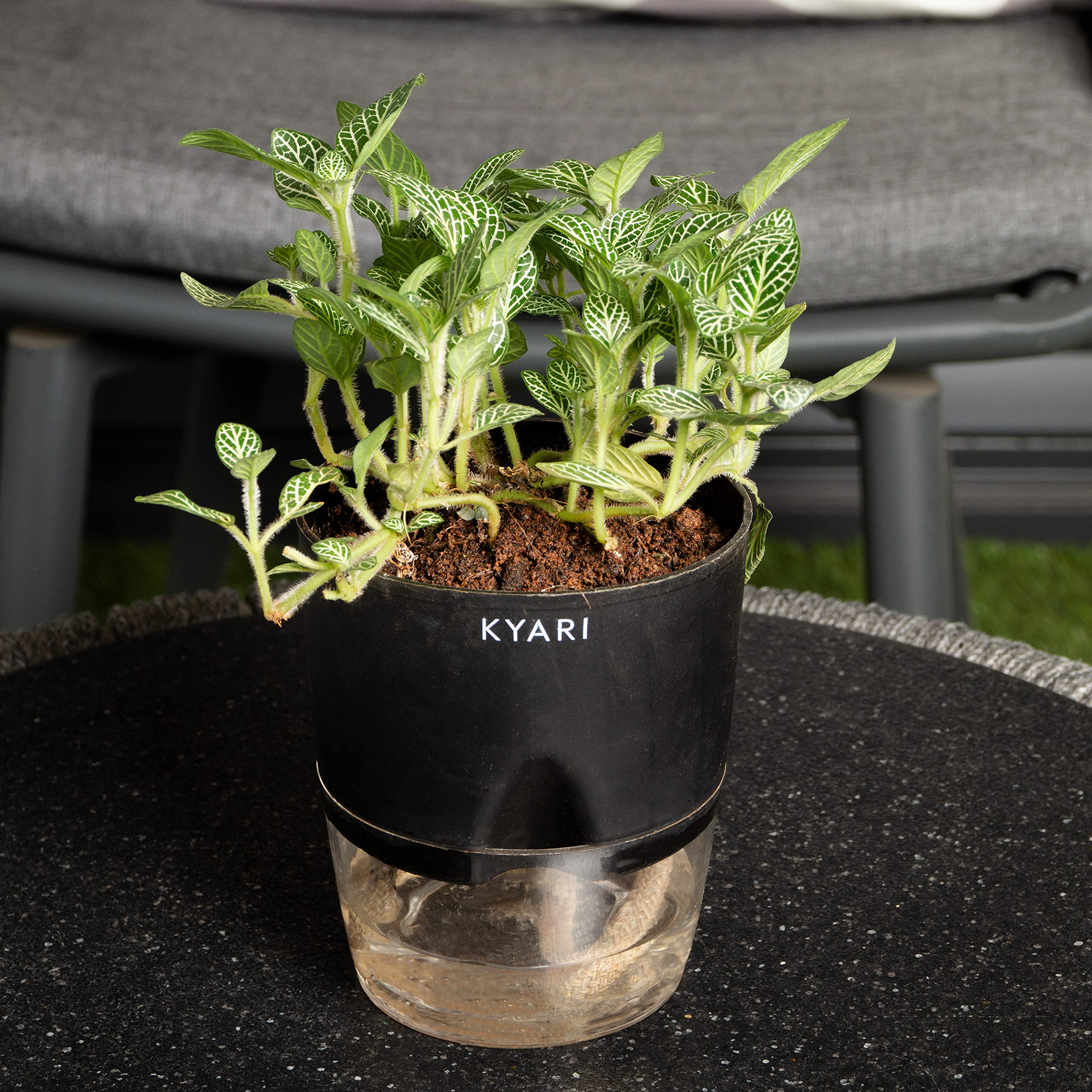 See full amazon price history chart for KYARI Fittonia Green Indoor Plants for Living Room | Live Plants | Plants with Black Self Watering Pot for Home | Air purifier plants | Plants for Home Decor | Plants for Garden & bedroom KYARI Fittonia Green Indoor Plants for Living Room | Live Plants | Plants with Black Self Watering Pot for Home | Air purifier plants | Plants for Home Decor | Plants for Garden & bedroom (B0BDFFVG75) Amazon Price History, Amazon Price Tracker