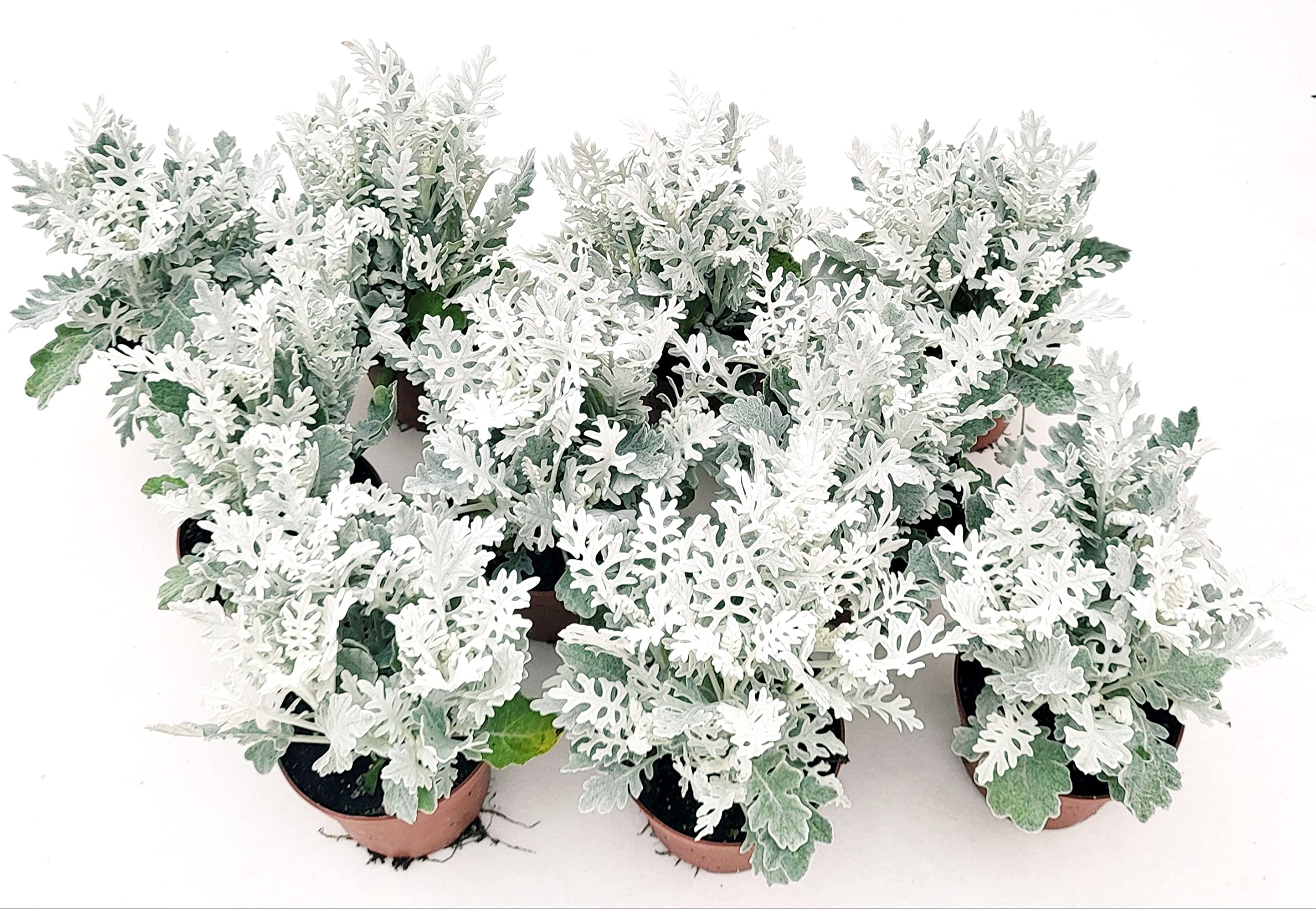 POWERS TO FLOWERS - CINERARIA MARITTIMA, 10 PIANTE, VASO 11CM DIAMETRO, piante vere