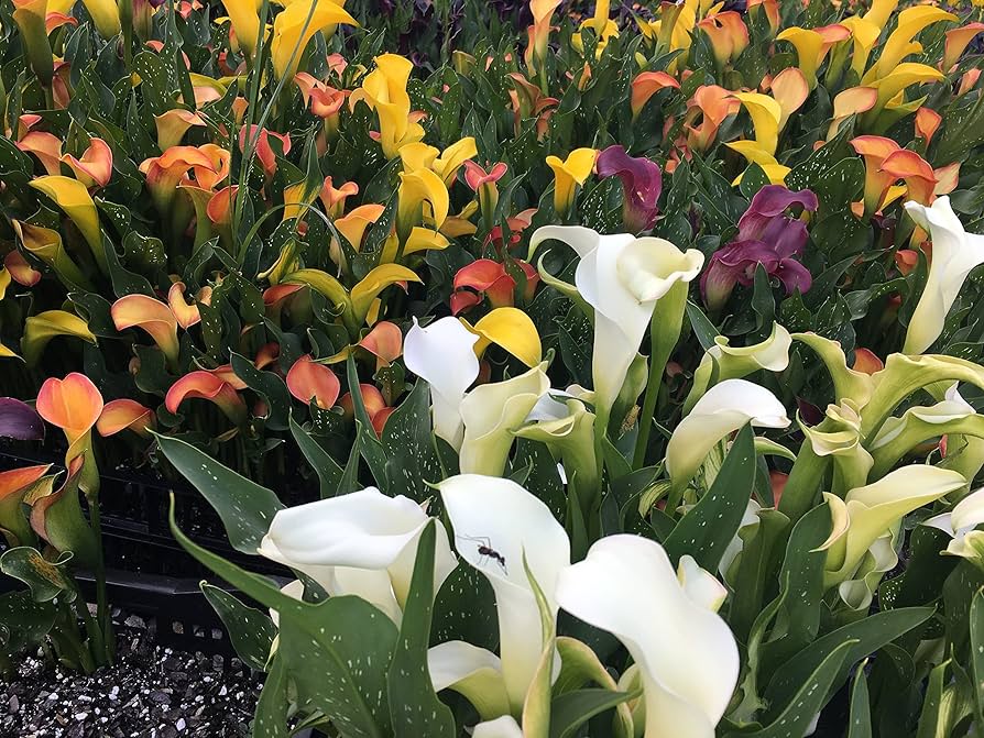 Amazon.com : Zantedeschia Mix Calla Lily - 6 flower bulbs