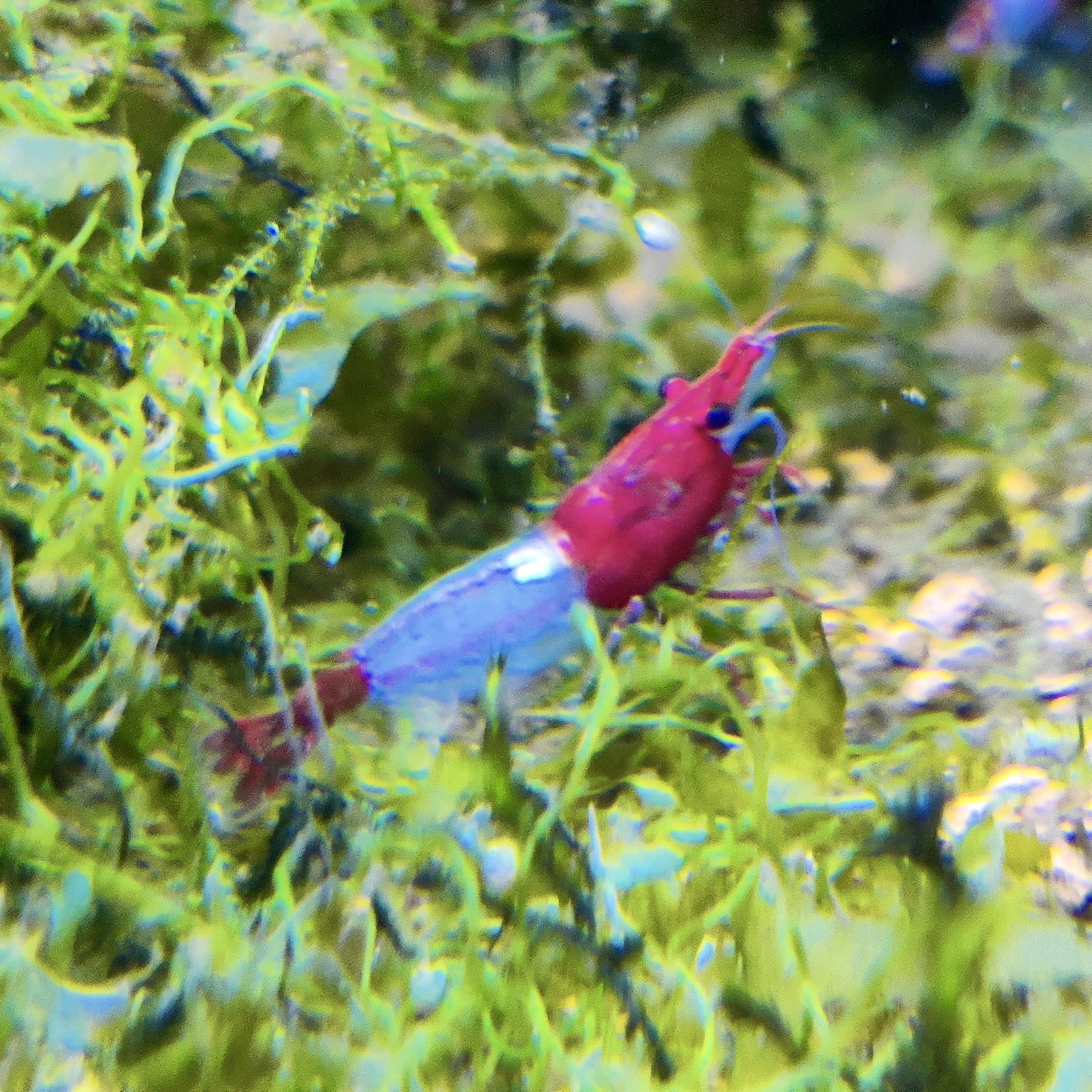 Garnelenglück- Red Rili Garnelen - Neocaridina - 5/10/20 Stück (20)