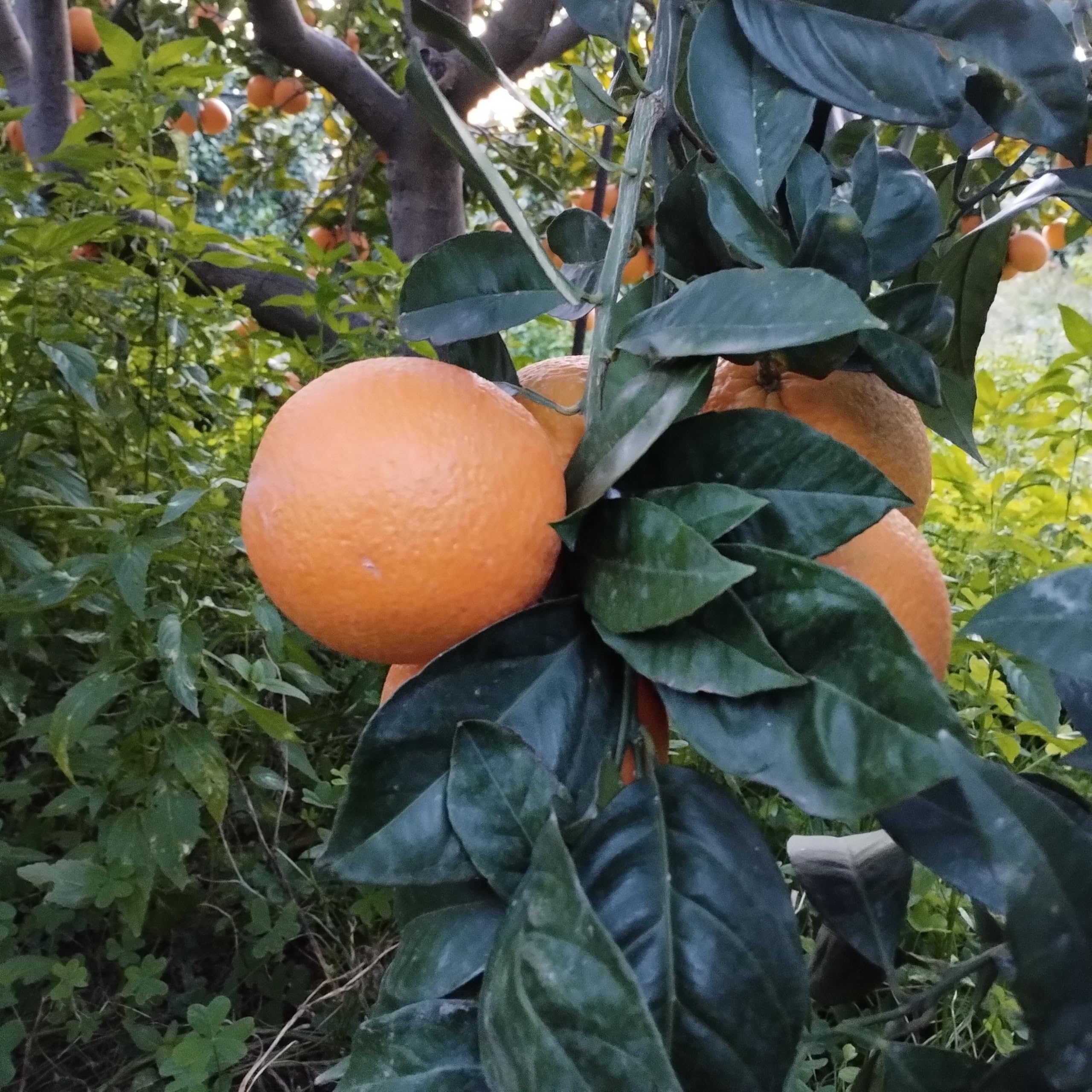 Arance Vaniglia Siciliane, 10 Kg, Calibro Medio, Senza Pesticidi