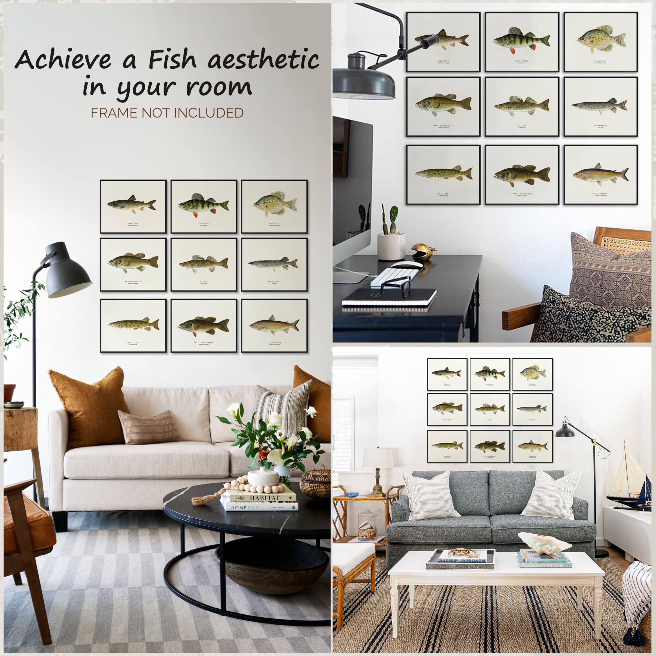 Amazon.co.jp: 97 Decor 魚ポスター ヴィンテージフィッシュポスター