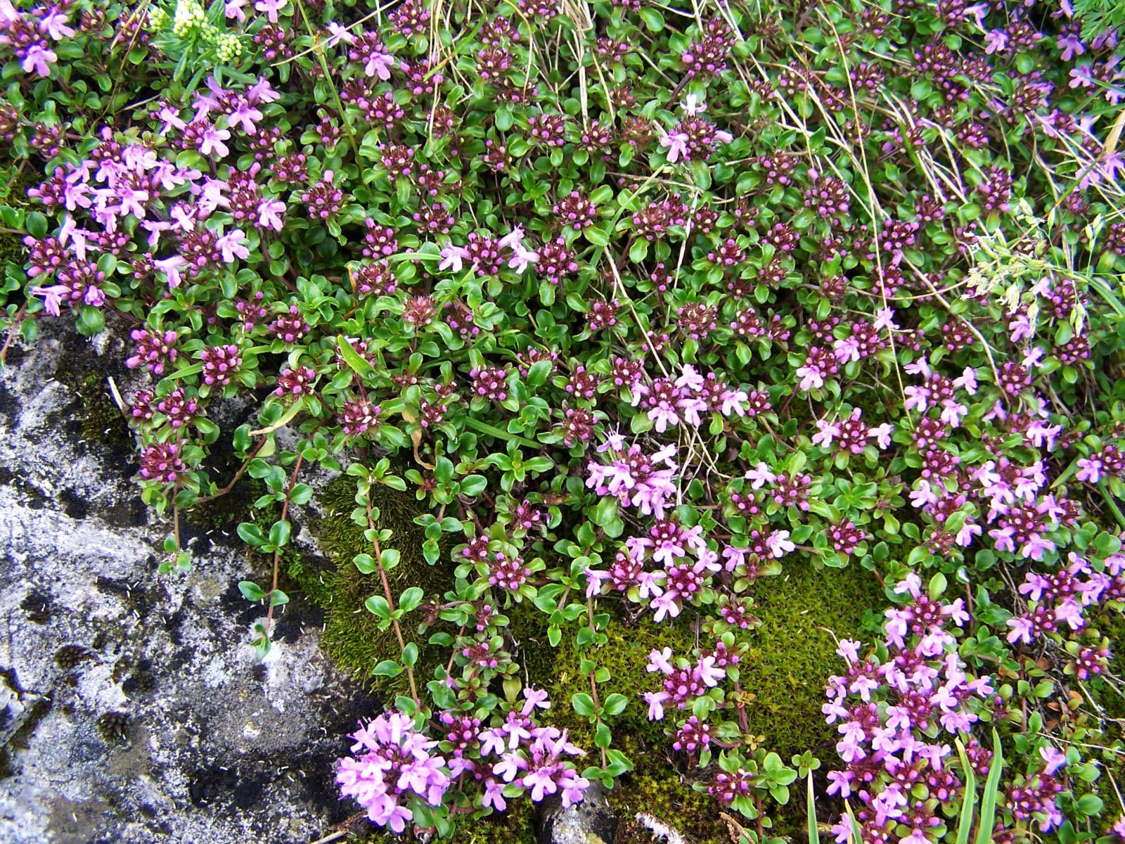 Teppich-Thymian Thymus serpyllum Coccineus 10er-Set winterhart | 10er-Set, bienenfreundlich, trittfest, duftend, ideal für Steingarten und Beet, sonniger Standort, robust und dauerhaft