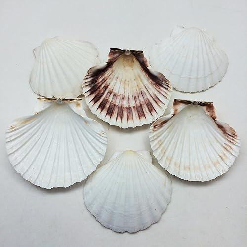 Miniatura 2 de Conchas marinas Pepperlonely, vieiras de diferentes tamaños