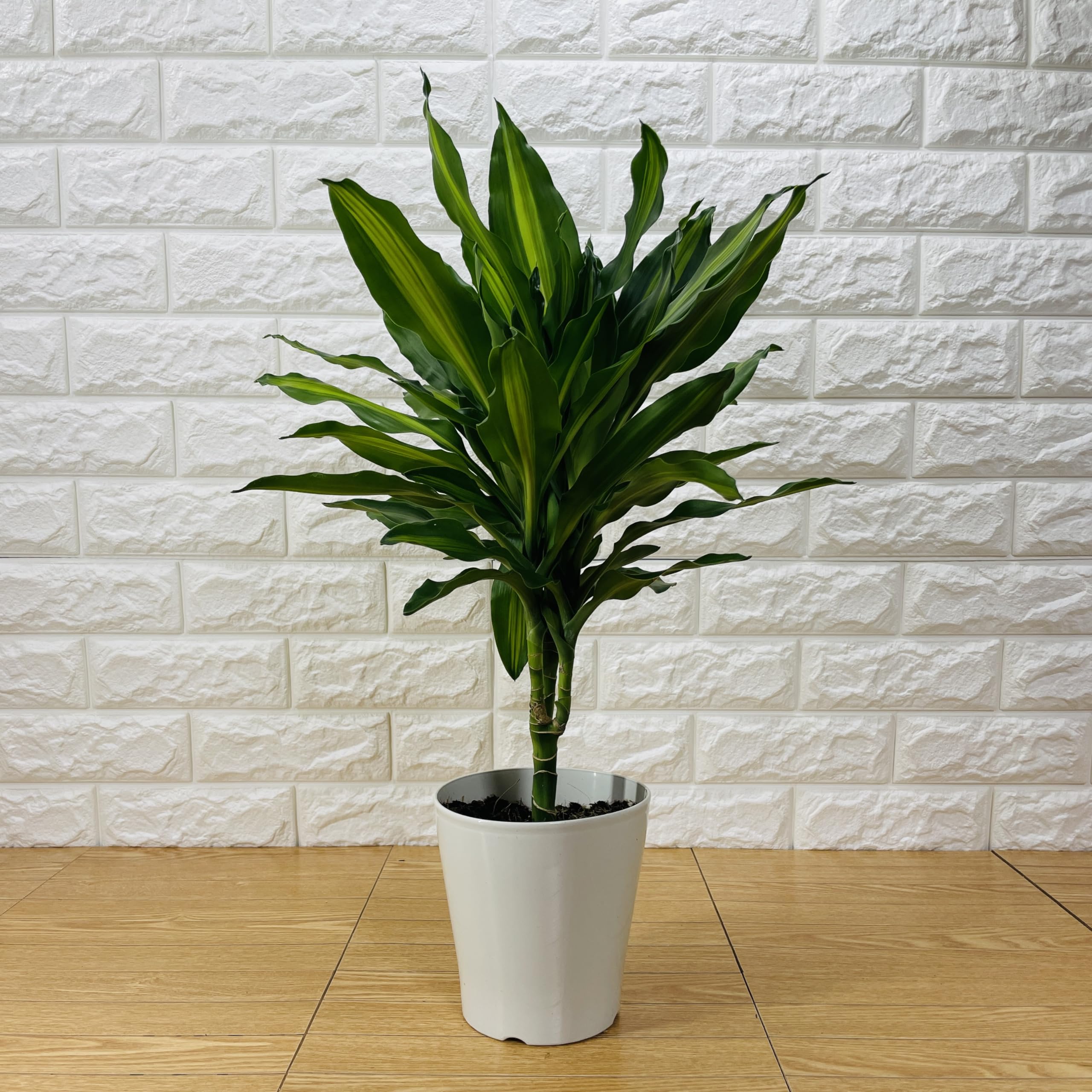 1m50㎝ ドラセナ・ジェレ 西海岸風インテリア シンボルツリー 引き取り限定 Amazon｜観葉植物 ドラセナ ジェレ 5号鉢 幸福の木 ユッカと