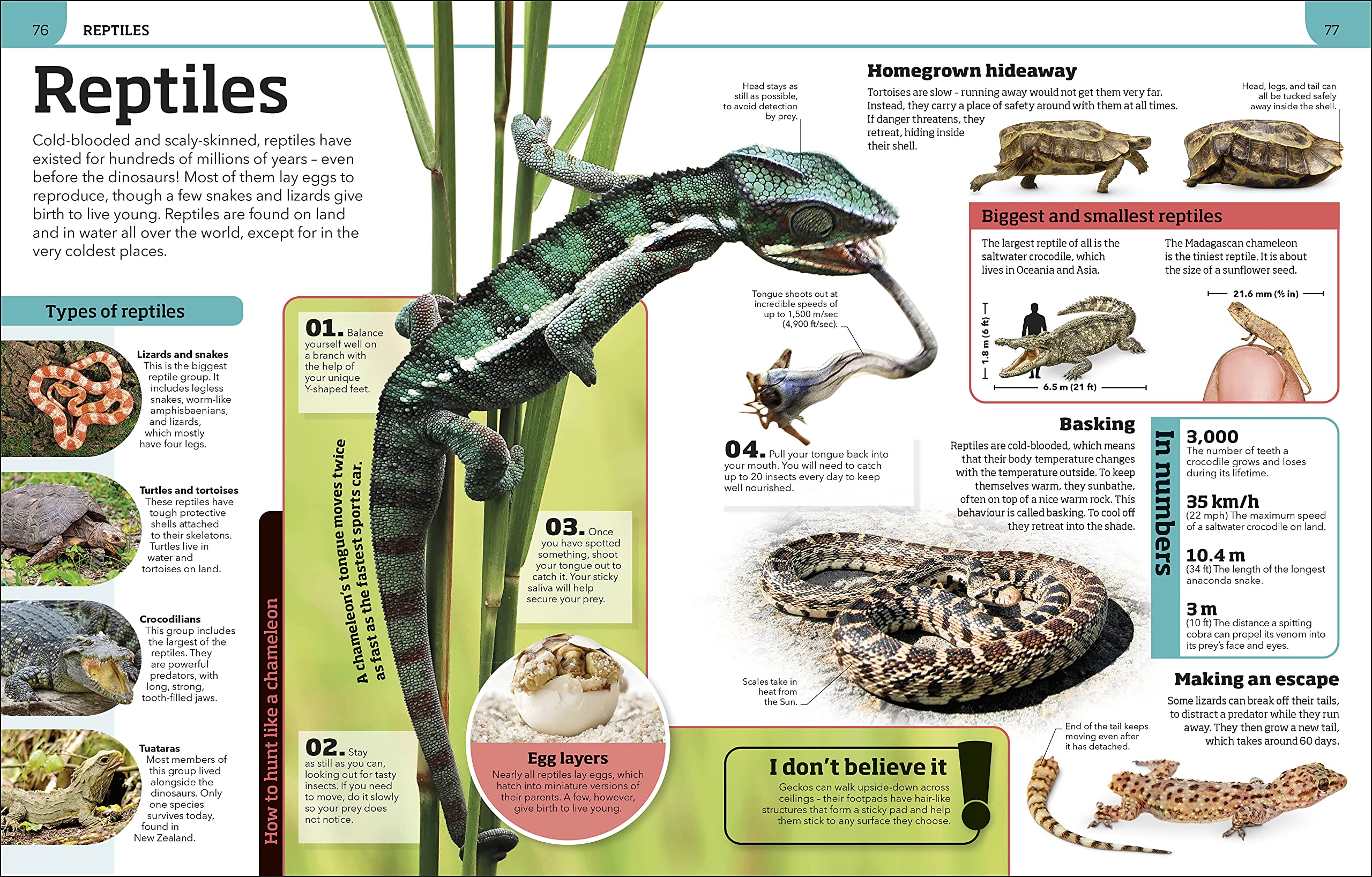 Animal Knowledge Genius!: A Quiz Encyclopedia to Boost Your Brain