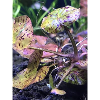 Generic Red Tiger Lotus (Nymphaea zenkeri) - BUY3GET1FREE - Live Aquarium Red Plant 24 Inch (Pack of 1)