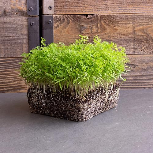 Semillas de zanahoria Microgreens  4 onzas  Semillas de microverdes sin OMG  Alta germinación  Semilla premium
