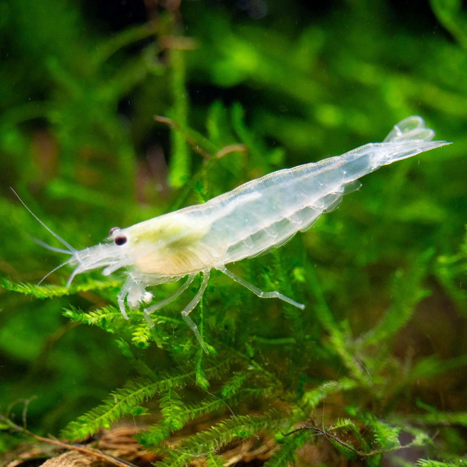 Aquatic Arts Snow Amano Shrimp – Live Freshwater Algae-Eater (Caridina multidentata) | Hardy & Tank-Bred | Peaceful for Planted Aquariums | 100% Live Arrival Guarantee (5 Shrimp)