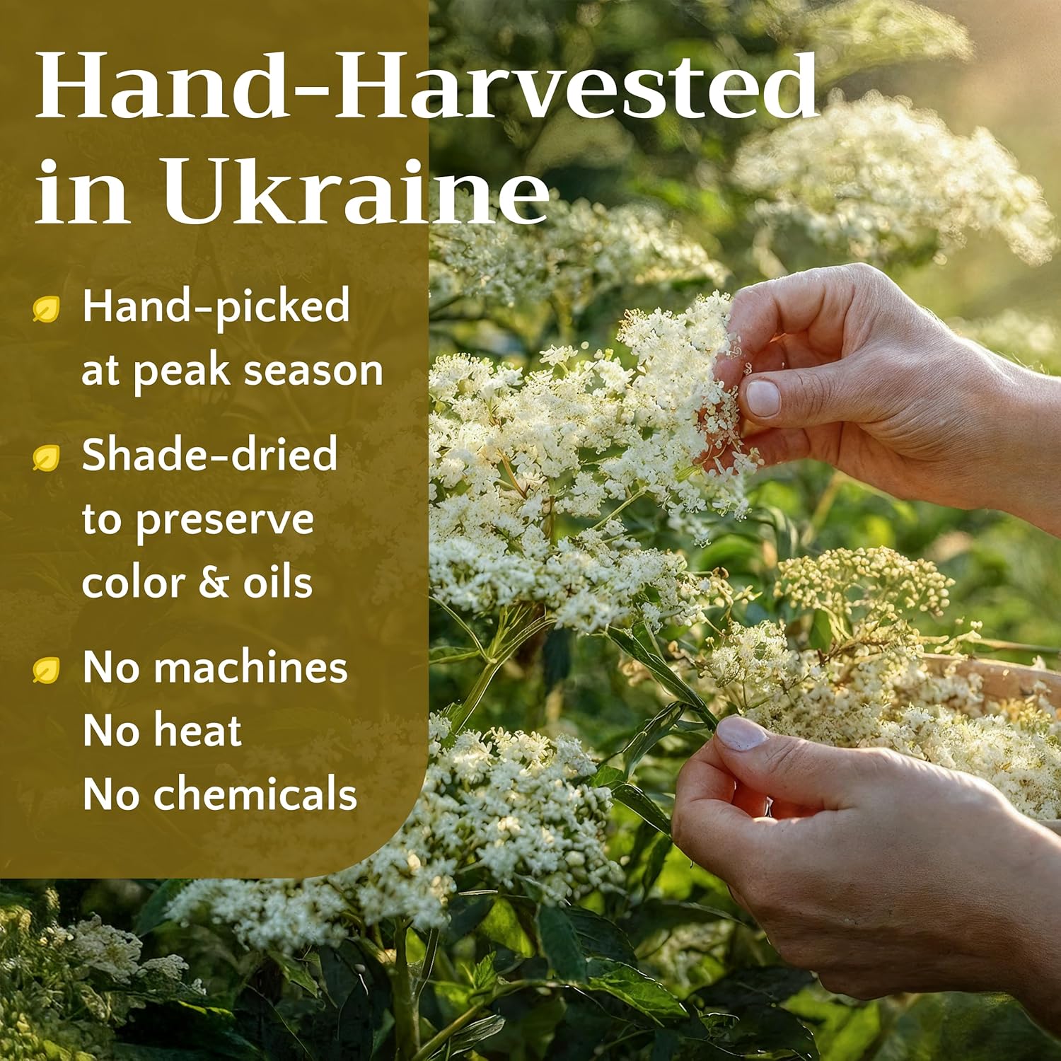 Dried Elderflower Tea - Natural Elder Flowers Herbs Loose Leaf - Wildcrafted Elder Flower Herb Cut & Sifted Bulk, 8 oz