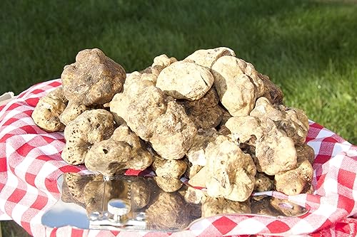 Miniatura 11 de 1 oz (28gr) Trufas Blancas Frescas (Tuber Magnatum Pico) por Taste of Truffles