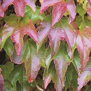 Parthenocissus tricuspidata Plant Veitchii, Boston Ivy, Deciduous Hardy Climber, 1 x 3-Litre Potted Plant by Suttons
