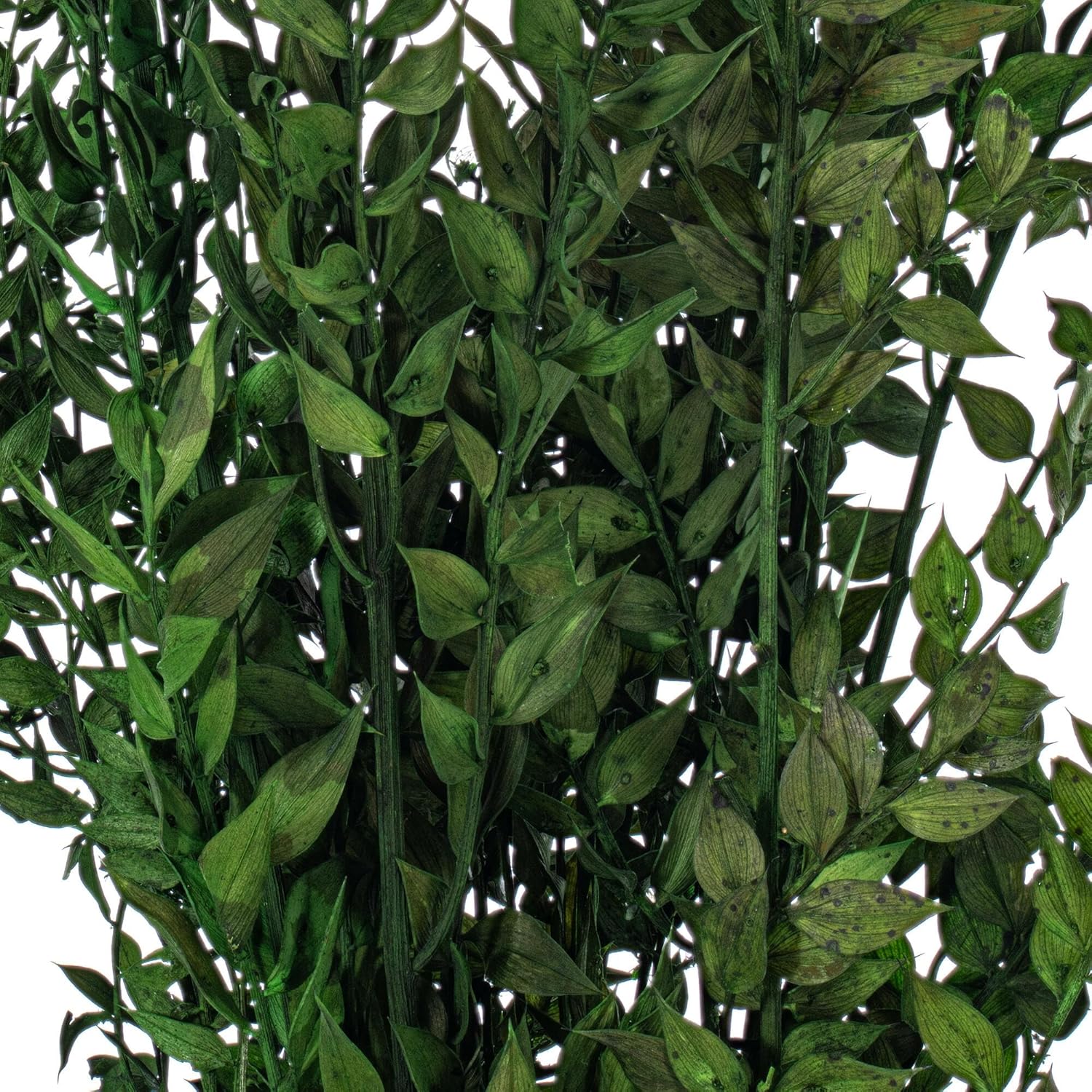 Vickerman 30" Dried Emerald Preserved Ruscus 5.25 oz. Bunch