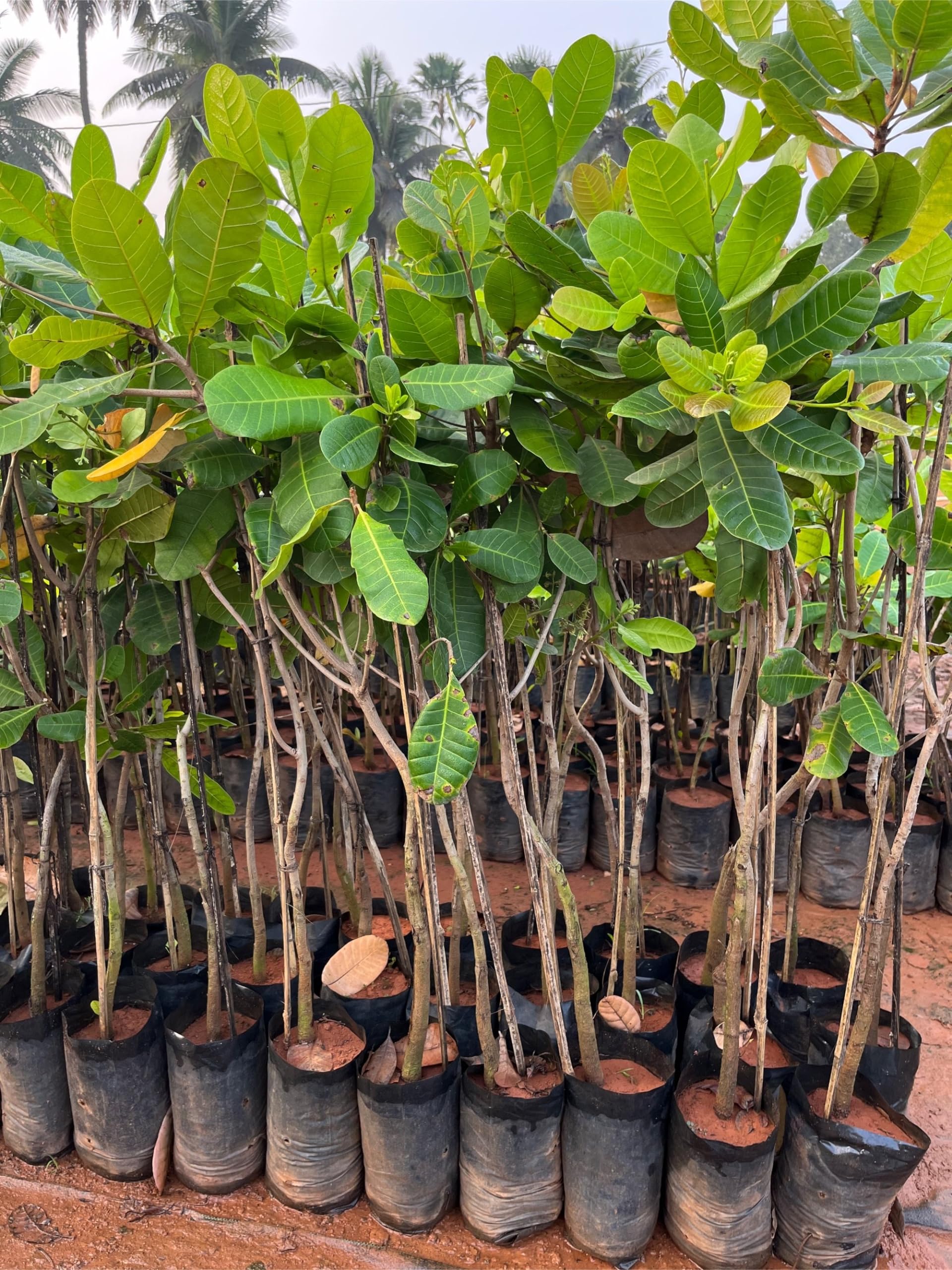 Cashew nut plant // Plant saplings (Pack of 2) (B0CP135WSN) Amazon Price History, Amazon Price Tracker