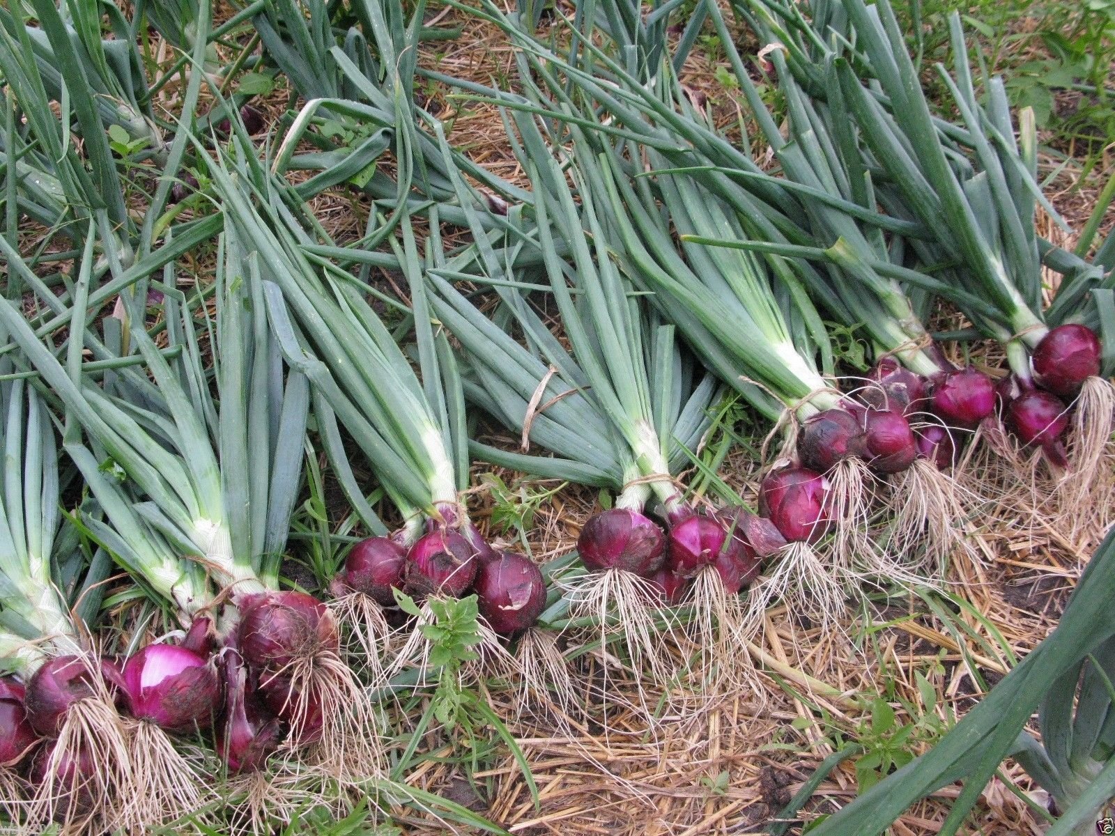 Amazon.com : Red Burgundy Onion (2,000 Seed ) Organic Long Day