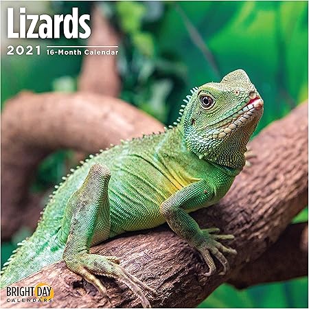 Amazon Co Jp Bright Day 21 トカゲ壁掛けカレンダー 12 X 12インチ 爬虫類動物 Office Products