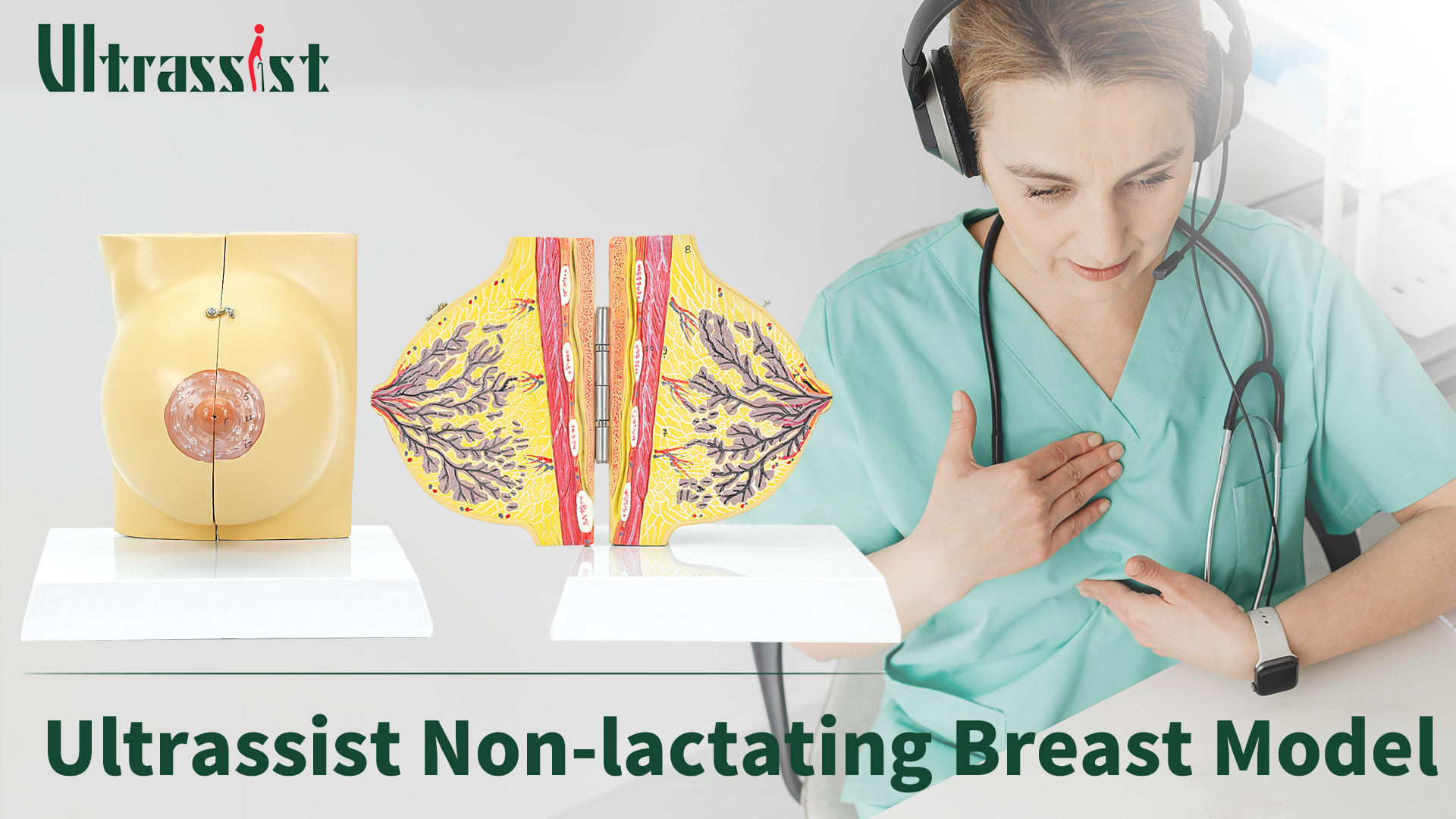 Image of Non-lactating Breast Model - Breast Sagittal Section Anatomical Display Model, Human Breast Anatomy Model, Ideal Scientific Education Tool, Suitable for Doctor Nurse Gift and Medical Training Learning