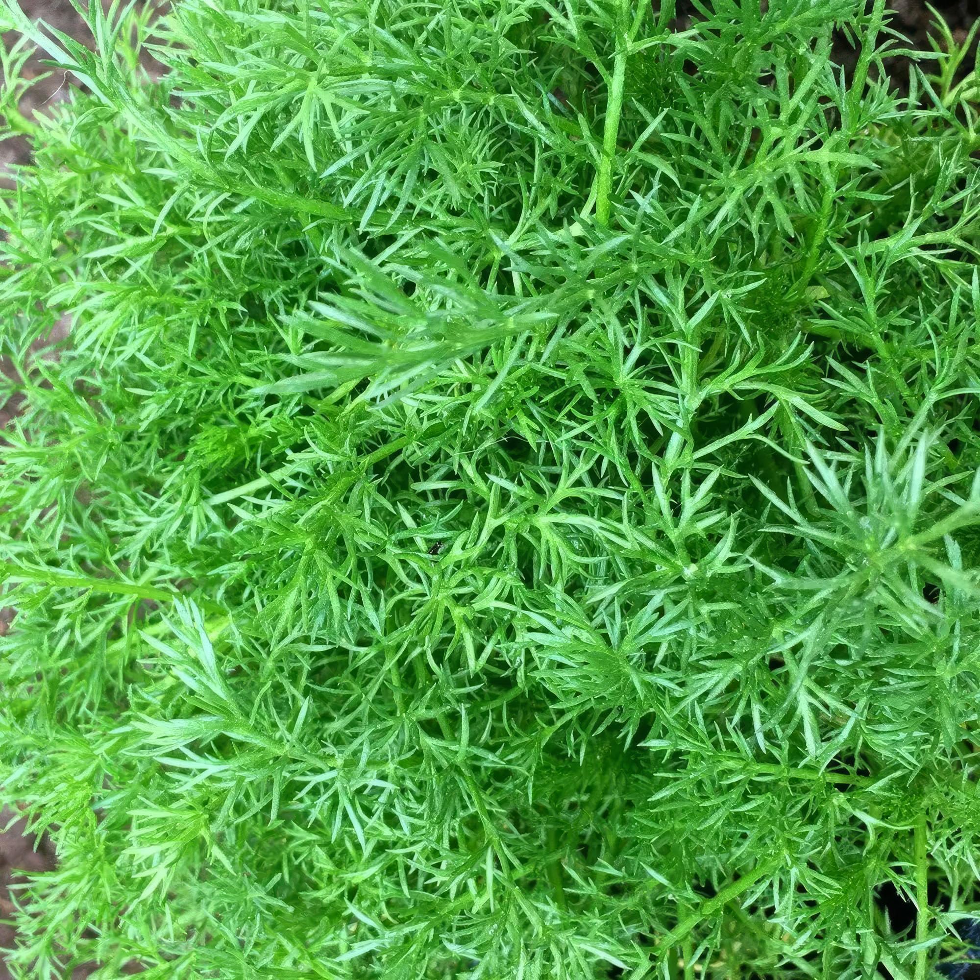 Set of 3 Plant Theory 9cm Pot Chamomile Common Herb Plant Chamaemelum Nobile