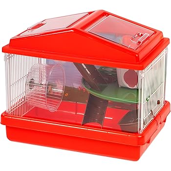 british shorthair sg