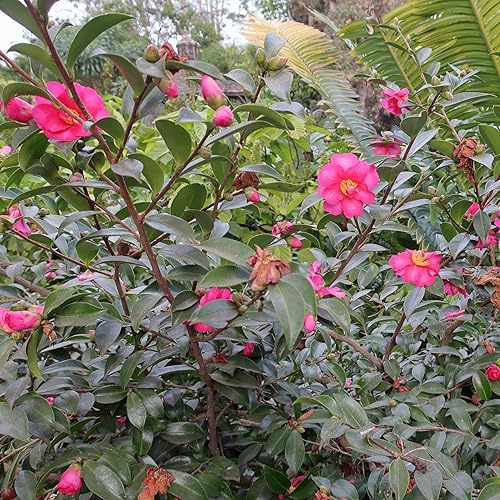 Miniatura 4 de Camellia Sasanqua Kaniiro I - 1 planta extra grande de 3 galones  Arbusto floreciente vibrante de floración rosa, planta viva para jardín, paisaje y