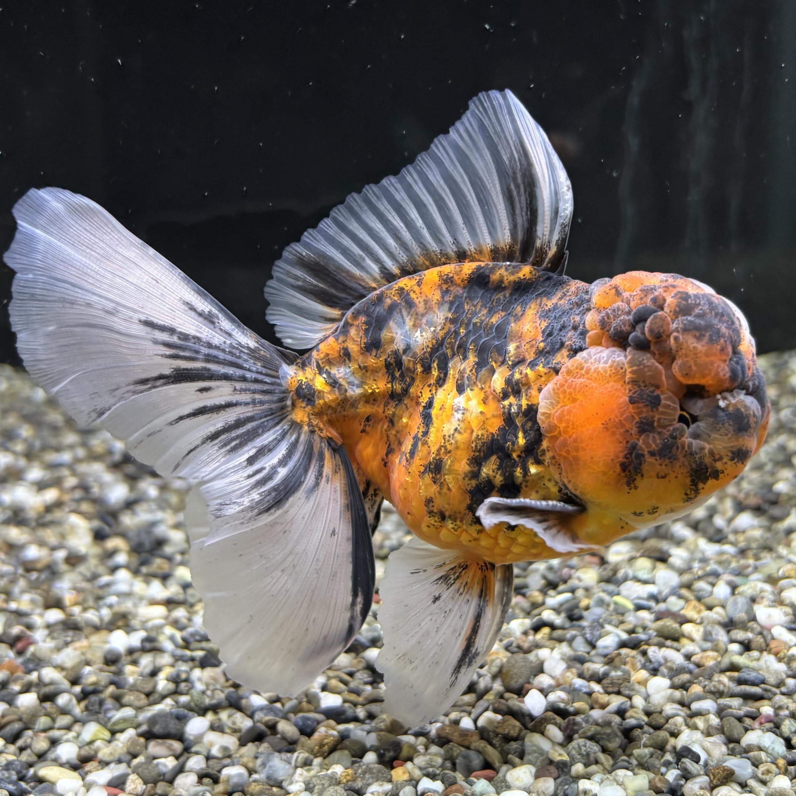 オラン様 2.ゼログランド スティッチライト オックスフォード mens. 0.0