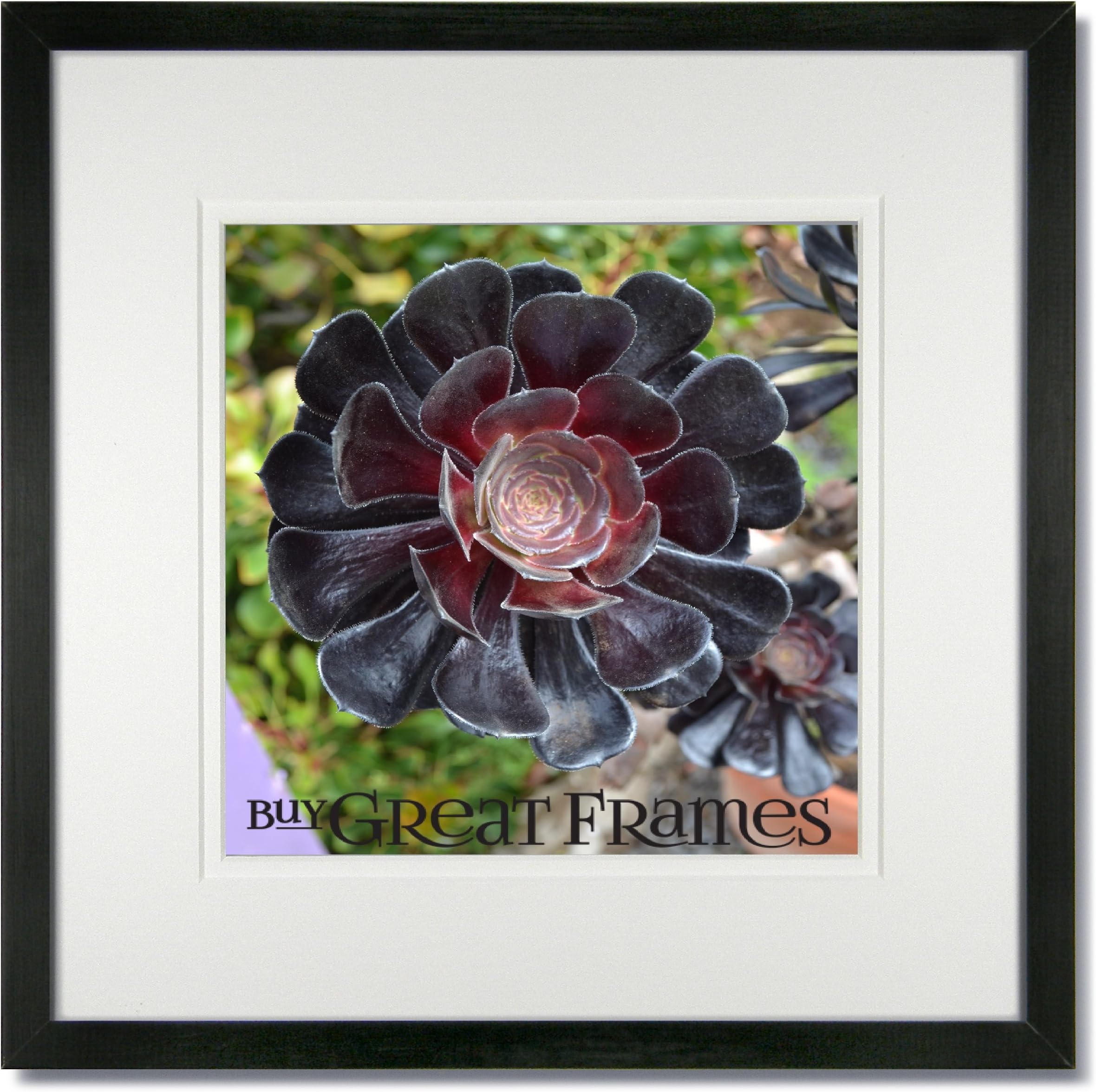 One 16x16 Square Black Wood Picture Frame and Clear Glass with White/White Double Mat for 12x12