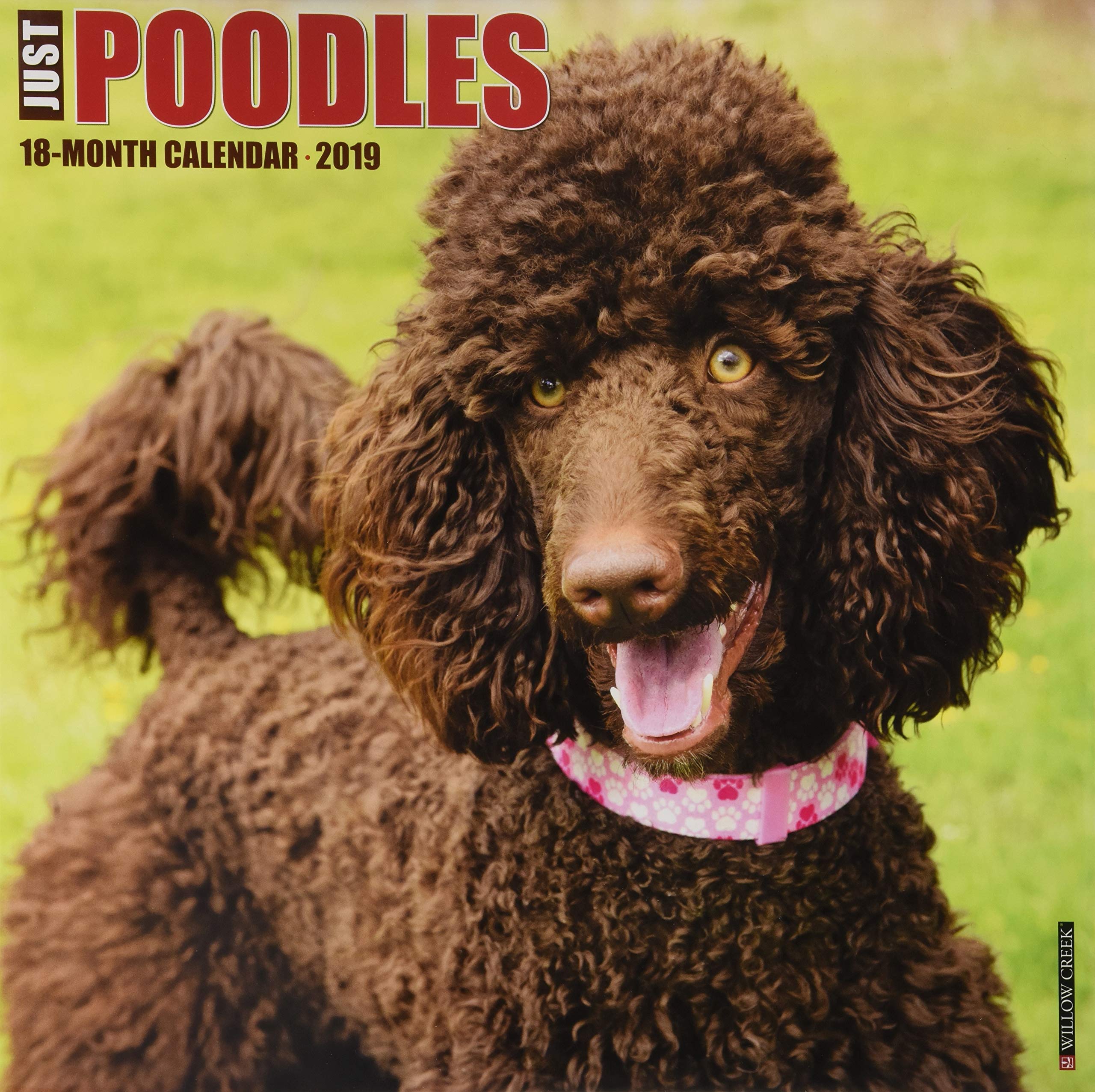 Are Poodles Affectionate