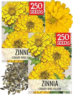 Seed Needs Canary Bird Zinnia Seeds to Plant Yellow Cut Flowers 2 Packs