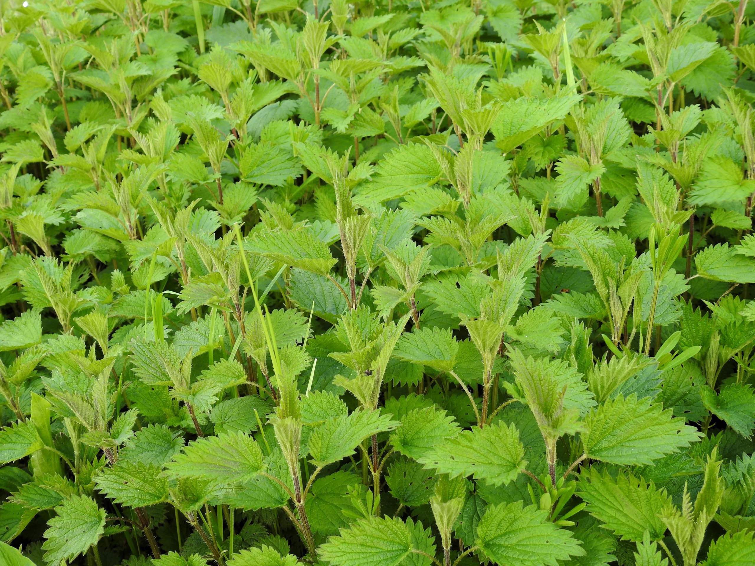 Große Brennnessel (Urtica dioica) Samen. Heilpflanze, natürlicher Dünger. (100000 Samen = 20,0g)