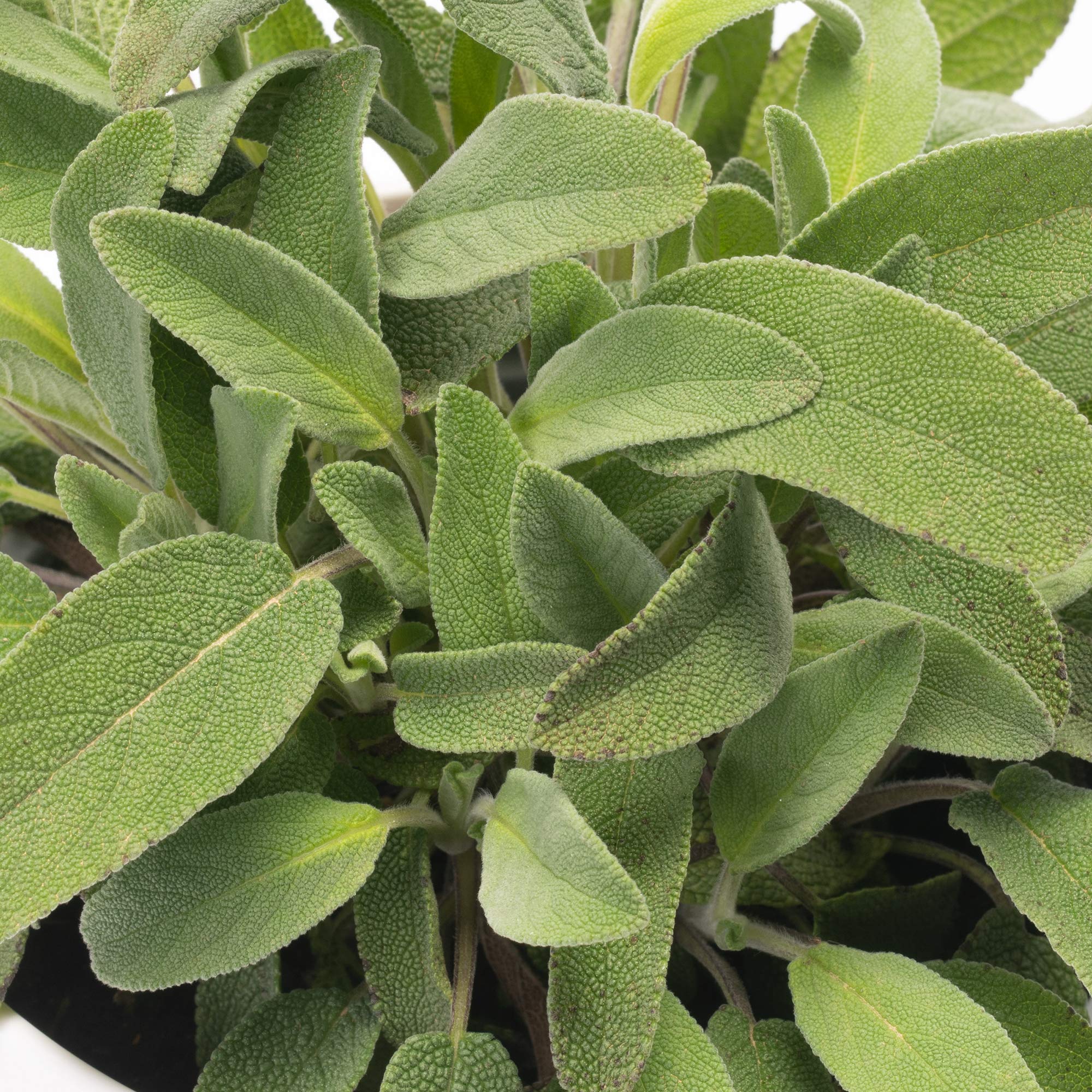 GardenersDream Common Sage Plant - Fresh Hardy Evergreen Culinary Herb - Grow Your Own Herb Plant - Outdoor Garden Ready Sage Plants for Garden, Patios, Kitchens & Containers (15-20cm, incl. 14cm Pot)
