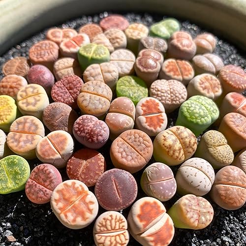 Lithops - Plantas suculentas vivas raras, mezcla aleatoria, 3050100 unidades, planta viva suculenta, raíz desnuda sin tierra de maceta, jardín