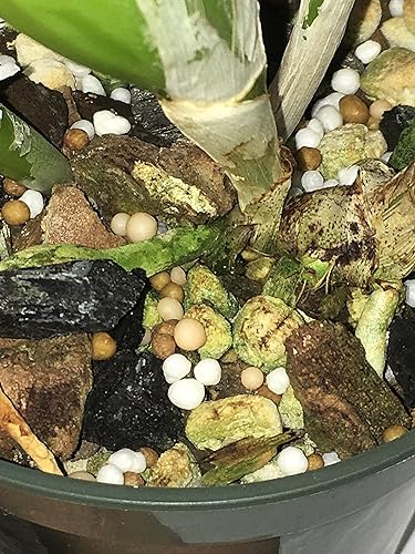 Miniatura 9 de Orchid Food, 15 onzas (Orchid Ferlizer) 11-2-12 liberación lenta