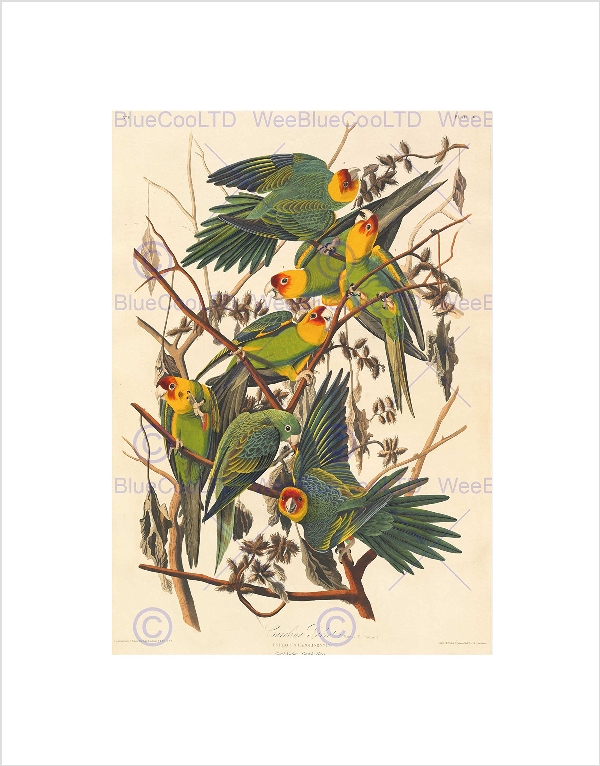 Wee Blue Coo Audubon American Carolina Parrot Wall Art Print