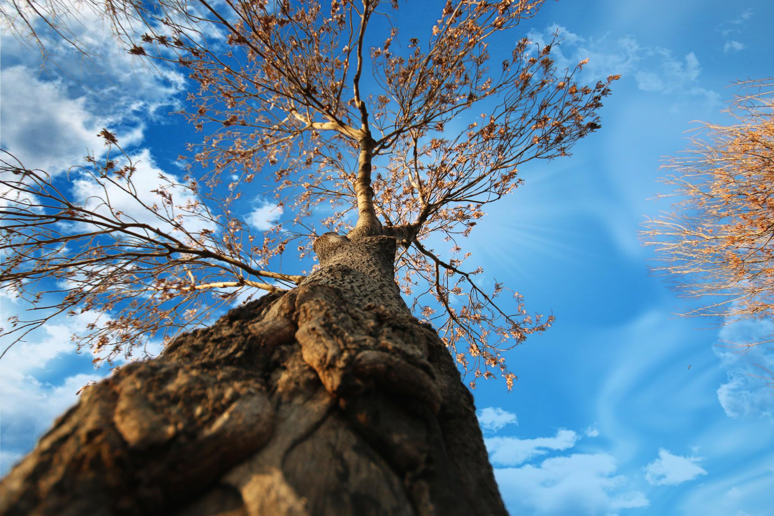 Lonely Tree - Puzzle in legno da 2000 pezzi, regalo per amicizia, tempo libero, intrattenimento, decorazione per feste, 14 anni+