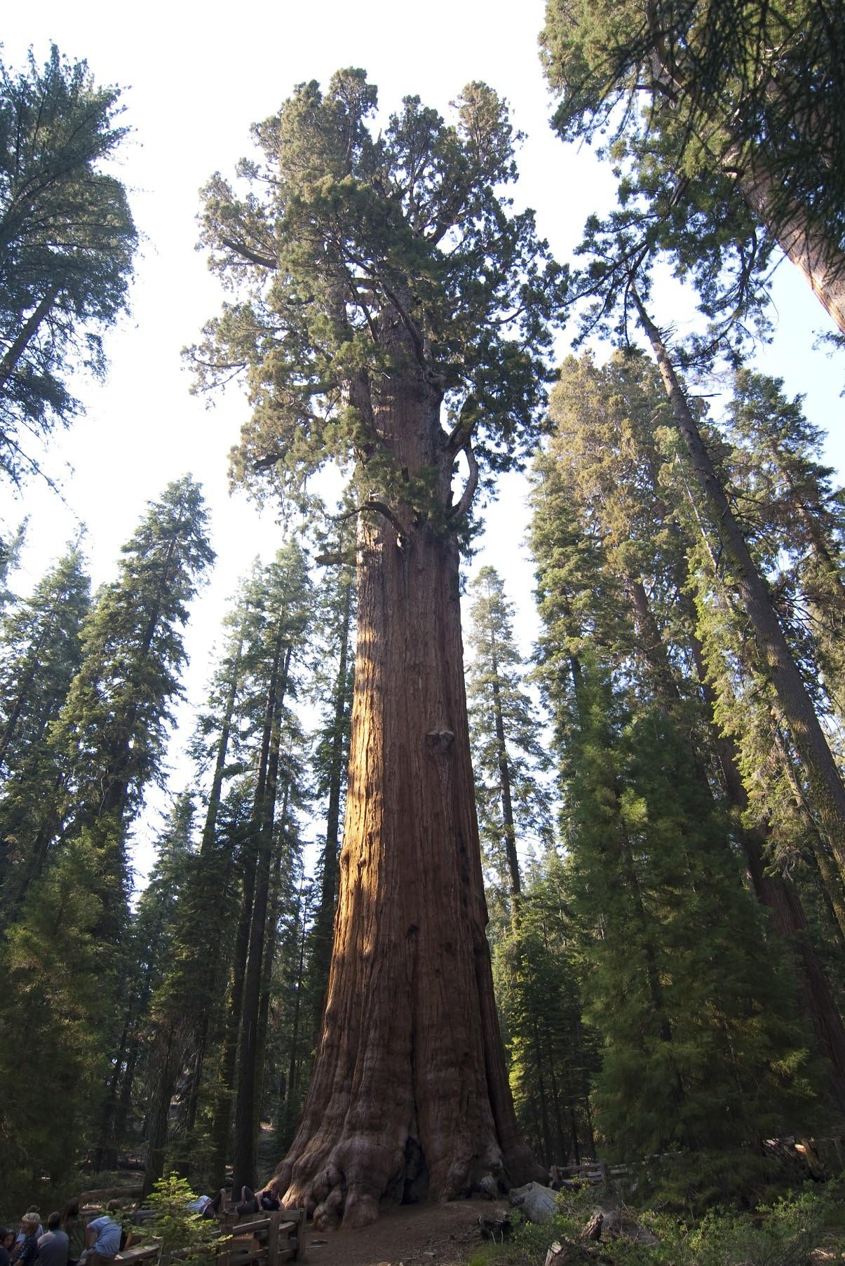 10 Giant Sequoia Tree Seeds - Sierra Redwood / Giganteum Tree Bonsai
