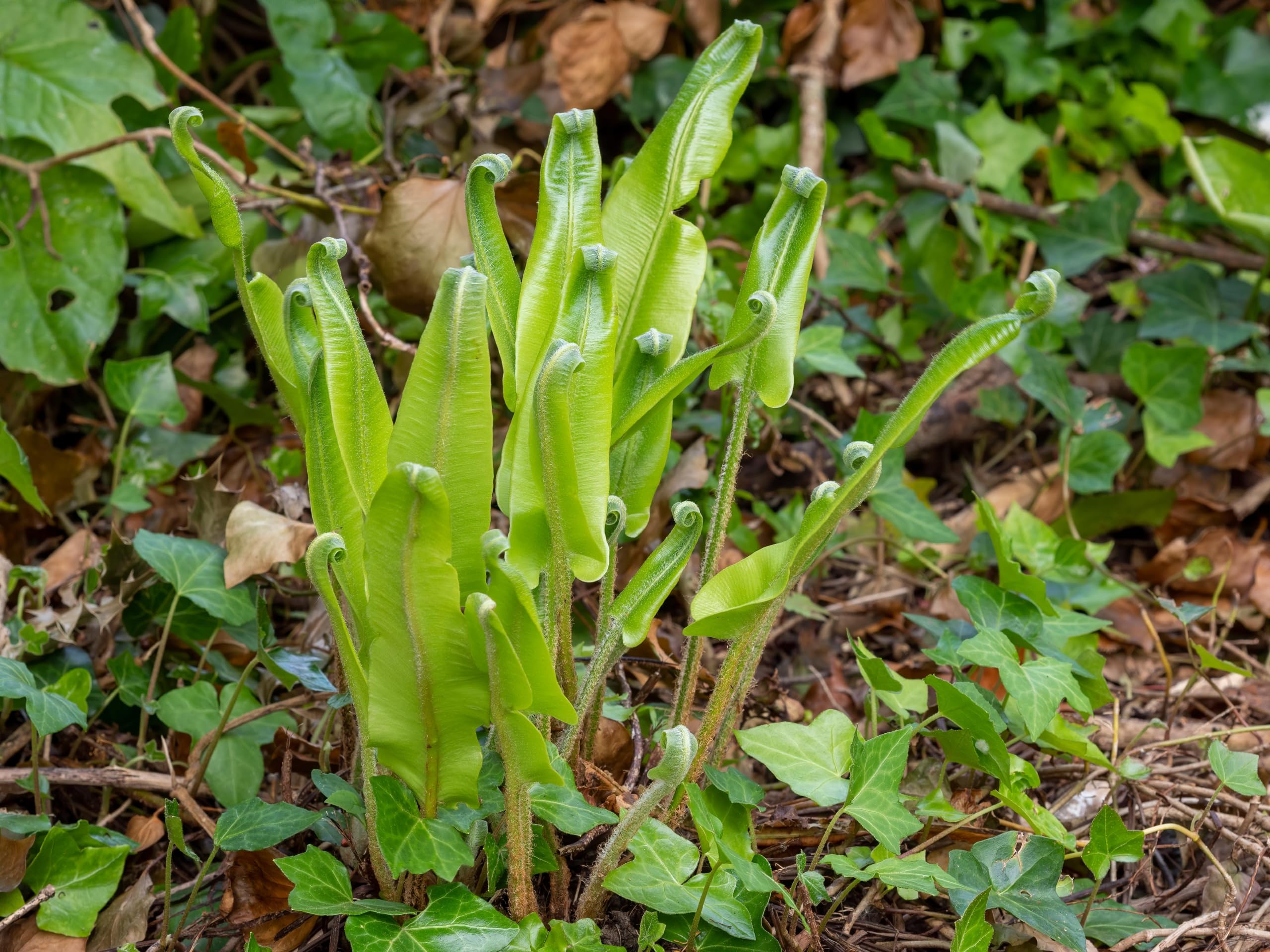 Stauden Gänge 3 x Phyllitis scolopendrium 'Angustifolium' im 1 Liter Topf (Farn/Winterhart/Mehrjährig/Staude/Immergrün) Hirschzungenfarn - Der Farn für harmonische Gartenräume