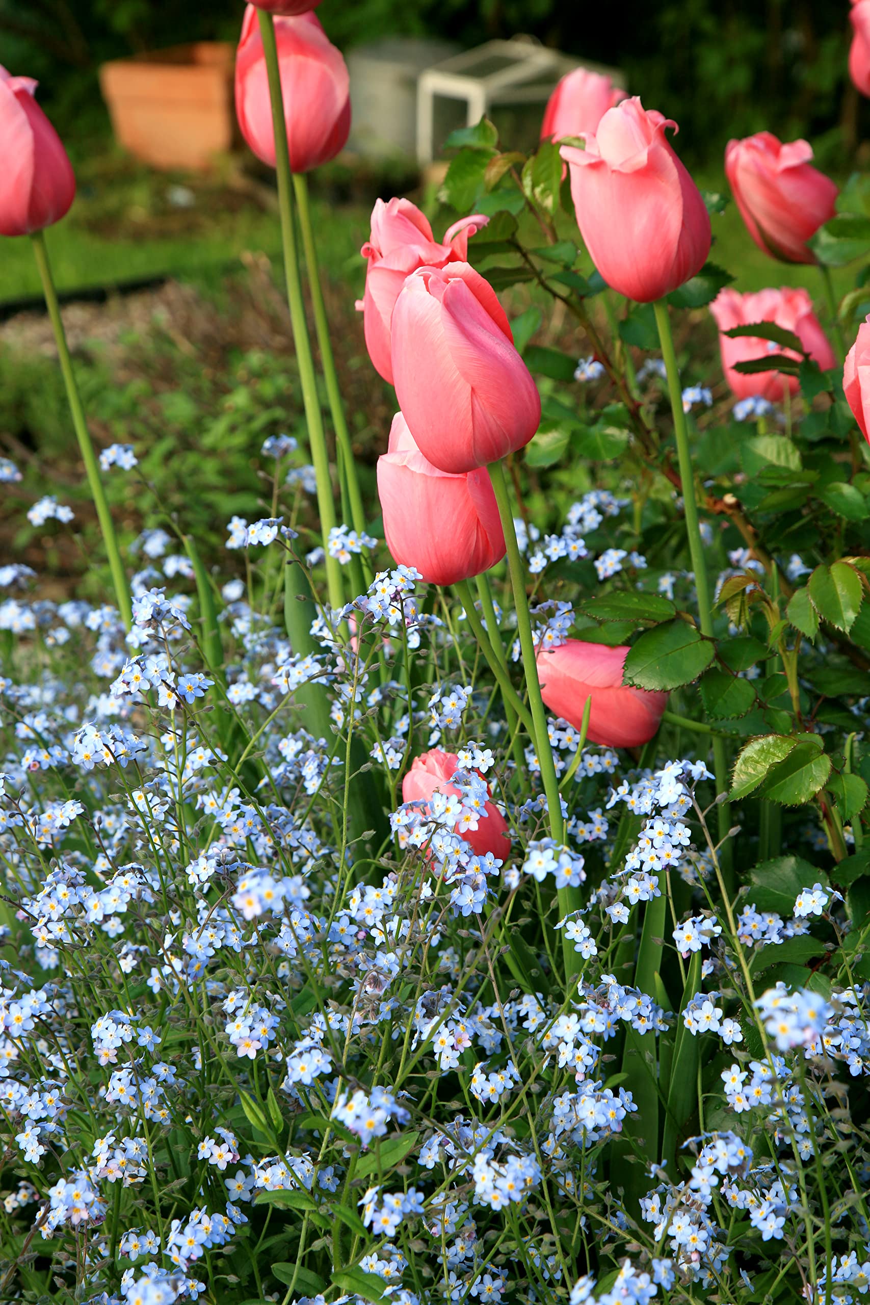 Amazon.com : Earthcare Seeds Forget Me Not Water 200 Seeds