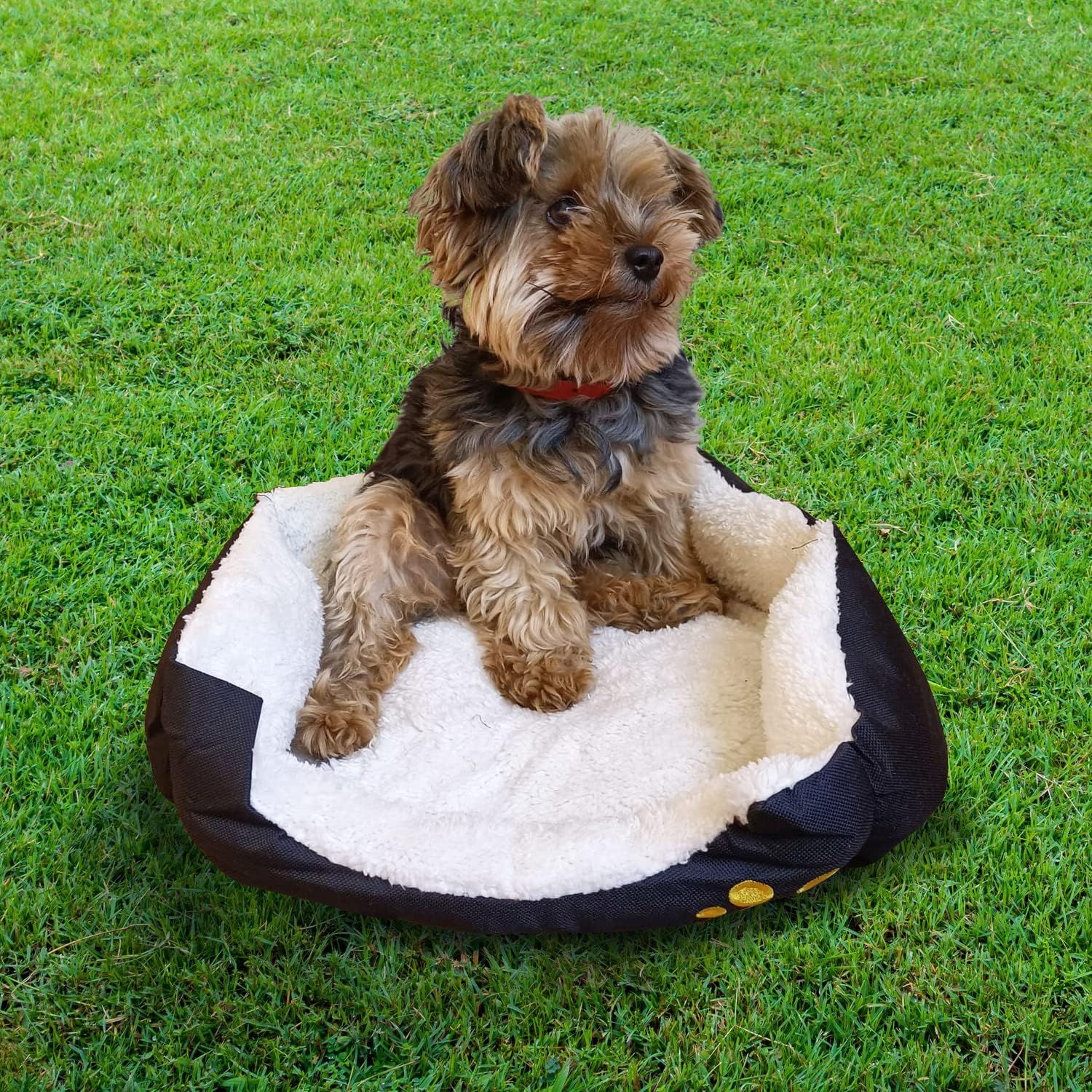 Mobiclinic® Pets, Dog Bed, Pluto, Small Dog Bed, European Brand, Various Sizes, Soft, Cat Bed, Non-Slip Base, Comfortable and Pleasant, Machine Washable, Size S, Black and Beige