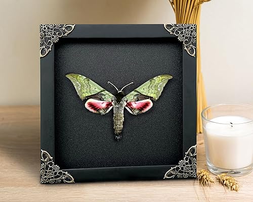 Miniatura 2 de Mariposa real Luna Moth Caja de sombra seca de insectos enmarcados de madera, taxidermia, astronomía, luna, estrella, universo, ilustración,