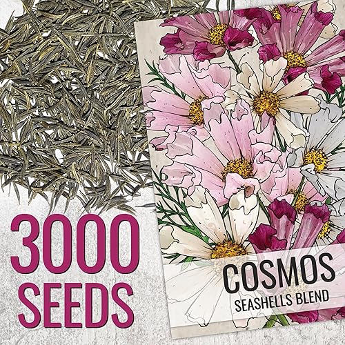 Miniatura 10 de Seed Needs Cosmos Seeds White Purity Variedad de semillas florecientes  Más de 5,000 semillas de reliquia Cosmo Bipinnatus Flores silvestres