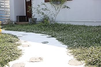 Amazon | はなみどり 花咲くグランドカバー ヒメイワダレソウ 白系 6株