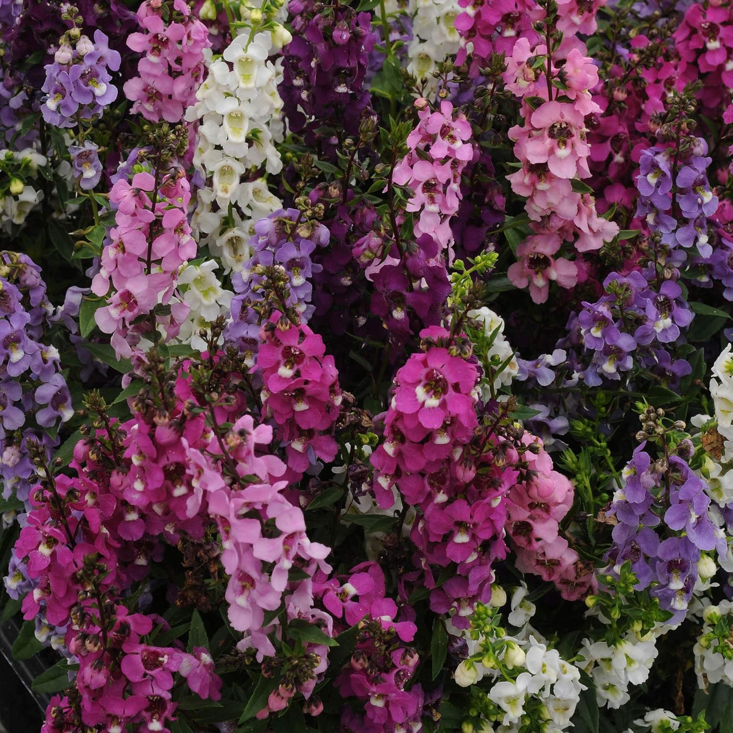 Outsidepride 15 Seeds Perennial Angelonia Serenita Summer